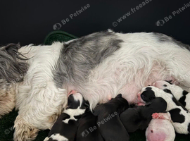 Shih tzu puppies