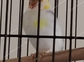 Syberian goldfinch