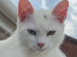 Female cat