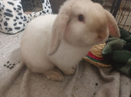 Male 16 weeks