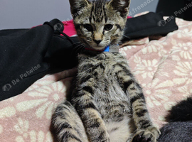 male tabby 12 weeks old
