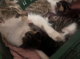 Need home ASAP Healthy Tabby & White Kittens With Rescue Mum