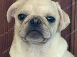 Female pug