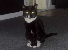 1 year old male for rehoming