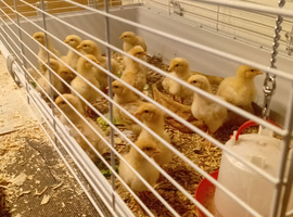 Orpington buff chicks 5 weeks