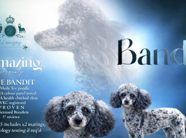 Merle Toy poodle fully health checked 5* licensed well proven