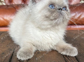 Colourpoint Exotic Shorthair Kittens