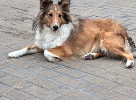 Sable Shetland sheepdog girl