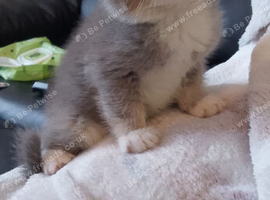 Exotic shorthair x Scottish straight kittens