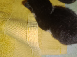 Kitten