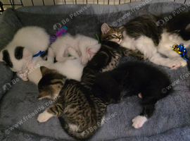 Gorgeous kittens ready to reserve