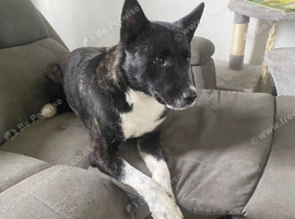 2 year old female American akita