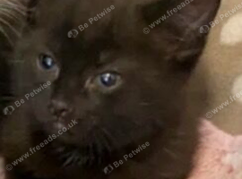 Kittens for sale ready now