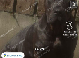 Looking for black presa csnario