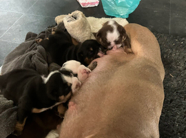 KC registered British bulldog