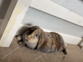 Female mini lop