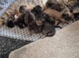 Scottish fold mix kittens