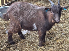 10 month old Chocolate Pygmy Billy