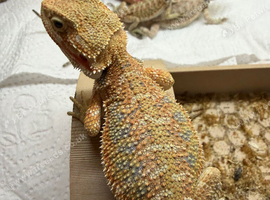 Beautiful bearded dragons babies