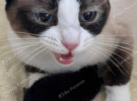 Siamese mix kittens