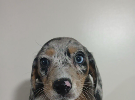 Stunning dachshund whippet mix