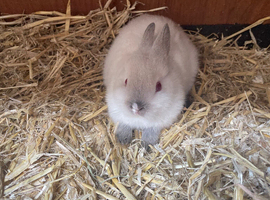 Stunning male and Netherland dwarf