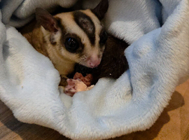 Neutered male