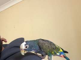 Hand Tammed White Capped Pionus With Lutino Genes Showing On Wings