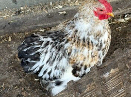 Handsome Cockerel FREE to good home