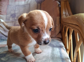 Gorgeous jack x chihuahua
