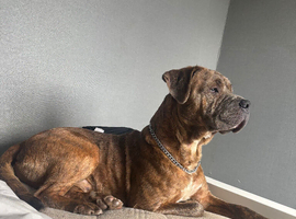 He is a cane corso x rockwiller