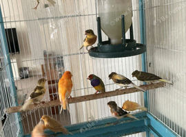 Canary