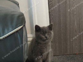 British shorthair cat