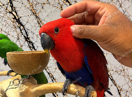 Friendly Baby HandReared Super Tame Cuddly Eclectus Parrot 11