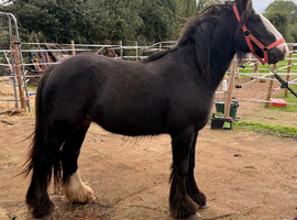 2yr heavy cob gelding