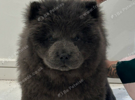 Chow Chow Puppies Black&Red