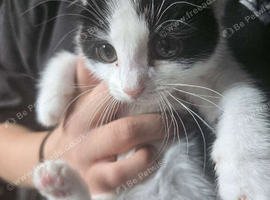 2 female kittens