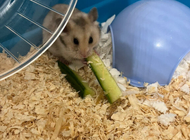 Grey Male Syrian Hamster With Cage + Accessories