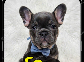 Frenchies Ready now