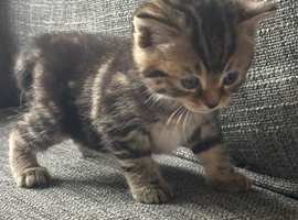 Two tabby female kittens
