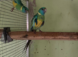 Cloncurry parrakeets