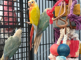 Hand Reared Various Baby Conures