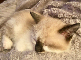 2 kittens
