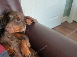 1 yr miniature Dashund