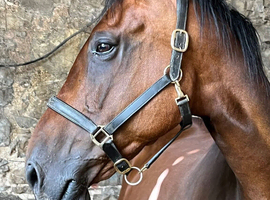 Brood mare.