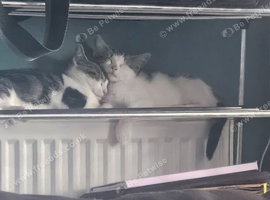 2 female kittens