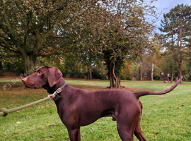 GSP / Weimaraner 1 year old