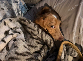 Dauchshund x Chihuahua