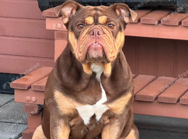 Looking To Rehome A English Bulldog&hellip; (Male)