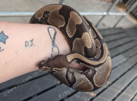 Rescue snake needing rehome
